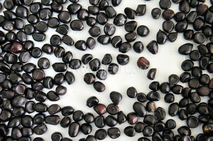 牡丹籽油設備 牡丹籽油榨油精煉生產(chǎn)線(圖2) 牡丹籽油設備 牡丹籽油榨油精煉生產(chǎn)線(圖2)