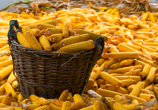 玉米供求關(guān)系影響著價格，2022年我國玉米播種面積和產(chǎn)量或?qū)⒊掷m(xù)增加(圖1)