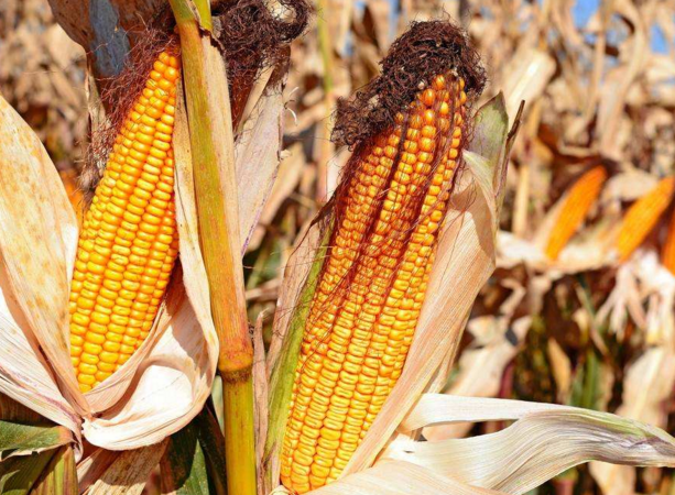 玉米供求關(guān)系影響著價格，2022年我國玉米播種面積和產(chǎn)量或?qū)⒊掷m(xù)增加(圖4)